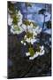 Apple Blossoms on Branches Hanging over Pond-Anna Miller-Mounted Photographic Print