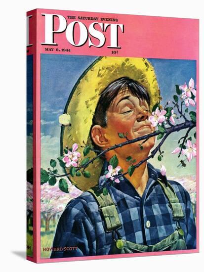 "Apple Blossoms," Saturday Evening Post Cover, May 6, 1944-Howard Scott-Stretched Canvas