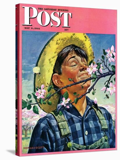 "Apple Blossoms," Saturday Evening Post Cover, May 6, 1944-Howard Scott-Stretched Canvas