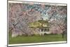 Apple Blossoms, Shenandoah Valley, Virginia-null-Mounted Art Print