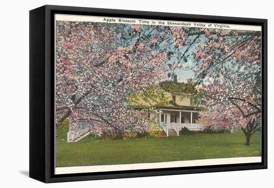 Apple Blossoms, Shenandoah Valley, Virginia-null-Framed Stretched Canvas