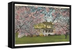 Apple Blossoms, Shenandoah Valley, Virginia-null-Framed Stretched Canvas