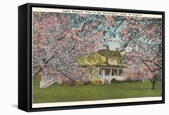 Apple Blossoms, Shenandoah Valley, Virginia-null-Framed Stretched Canvas