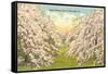 Apple Blossoms, Winchester, Virginia-null-Framed Stretched Canvas