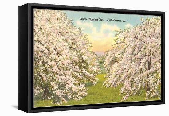 Apple Blossoms, Winchester, Virginia-null-Framed Stretched Canvas