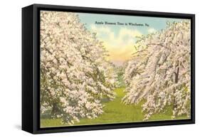 Apple Blossoms, Winchester, Virginia-null-Framed Stretched Canvas