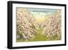 Apple Blossoms, Winchester, Virginia-null-Framed Art Print