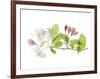 Apple Blossoms-Judy Stalus-Framed Premium Giclee Print