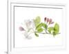 Apple Blossoms-Judy Stalus-Framed Premium Giclee Print