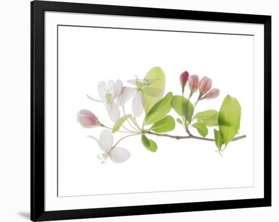 Apple Blossoms-Judy Stalus-Framed Premium Giclee Print