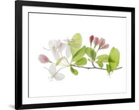 Apple Blossoms-Judy Stalus-Framed Premium Giclee Print