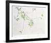 Apple Blossoms-Jon D'Orazio-Framed Collectable Print