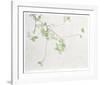 Apple Blossoms-Jon D'Orazio-Framed Collectable Print