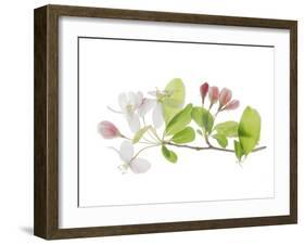 Apple Blossoms-Judy Stalus-Framed Art Print