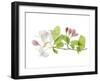 Apple Blossoms-Judy Stalus-Framed Art Print