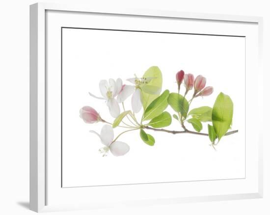 Apple Blossoms-Judy Stalus-Framed Art Print