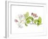 Apple Blossoms-Judy Stalus-Framed Art Print