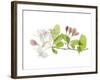 Apple Blossoms-Judy Stalus-Framed Art Print