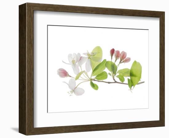 Apple Blossoms-Judy Stalus-Framed Art Print