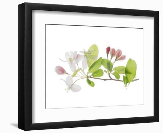 Apple Blossoms-Judy Stalus-Framed Art Print