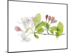 Apple Blossoms-Judy Stalus-Mounted Art Print