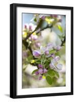 Apple Blossoms-C. Nidhoff-Lang-Framed Photographic Print