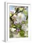 Apple Blossoms-C. Nidhoff-Lang-Framed Photographic Print