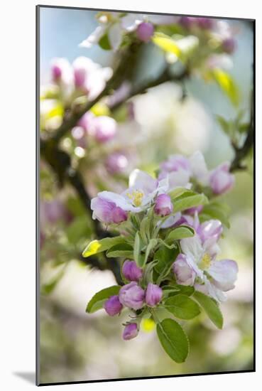 Apple Blossoms-C. Nidhoff-Lang-Mounted Photographic Print