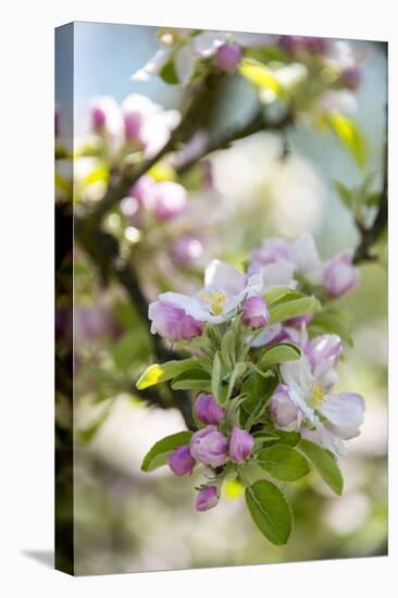 Apple Blossoms-C. Nidhoff-Lang-Stretched Canvas