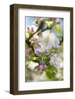 Apple Blossoms-C. Nidhoff-Lang-Framed Photographic Print