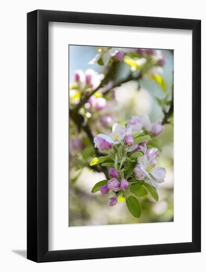 Apple Blossoms-C. Nidhoff-Lang-Framed Photographic Print
