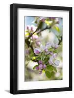 Apple Blossoms-C. Nidhoff-Lang-Framed Photographic Print