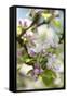 Apple Blossoms-C. Nidhoff-Lang-Framed Stretched Canvas