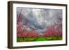 Apple Blossoms-Steven Maxx-Framed Photographic Print