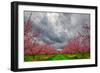 Apple Blossoms-Steven Maxx-Framed Photographic Print