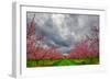 Apple Blossoms-Steven Maxx-Framed Photographic Print