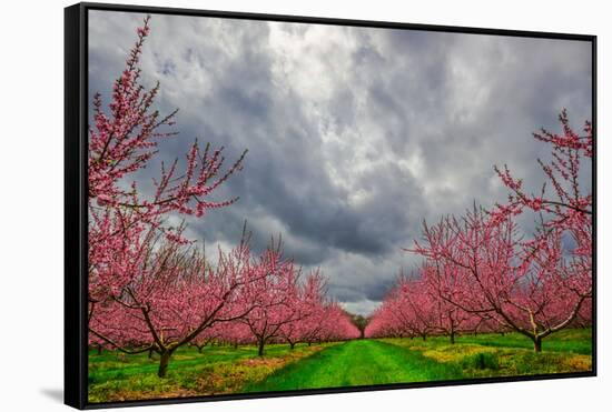 Apple Blossoms-Steven Maxx-Framed Stretched Canvas
