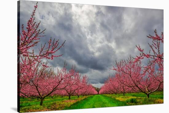 Apple Blossoms-Steven Maxx-Stretched Canvas