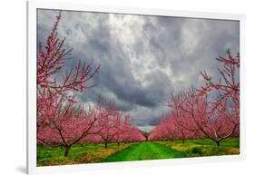 Apple Blossoms-Steven Maxx-Framed Photographic Print