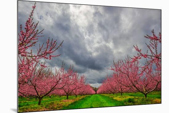 Apple Blossoms-Steven Maxx-Mounted Photographic Print