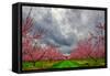 Apple Blossoms-Steven Maxx-Framed Stretched Canvas