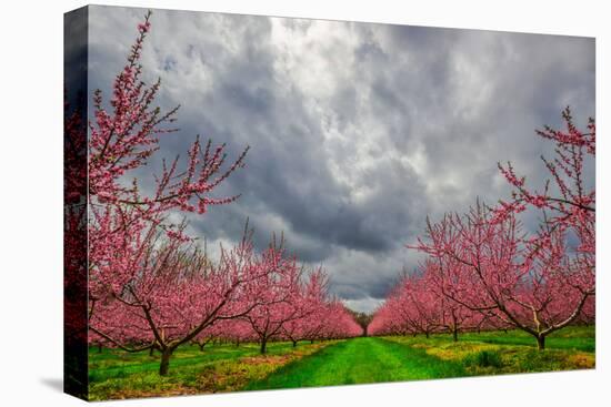 Apple Blossoms-Steven Maxx-Stretched Canvas