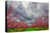 Apple Blossoms-Steven Maxx-Stretched Canvas