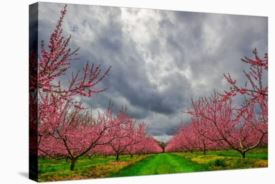 Apple Blossoms-Steven Maxx-Stretched Canvas