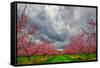 Apple Blossoms-Steven Maxx-Framed Stretched Canvas