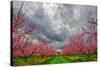 Apple Blossoms-Steven Maxx-Stretched Canvas