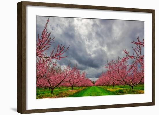 Apple Blossoms-Steven Maxx-Framed Photographic Print