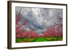 Apple Blossoms-Steven Maxx-Framed Photographic Print