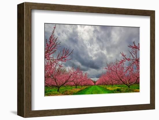 Apple Blossoms-Steven Maxx-Framed Photographic Print