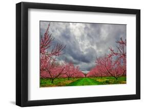 Apple Blossoms-Steven Maxx-Framed Photographic Print